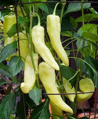 Sweet Banana Pepper